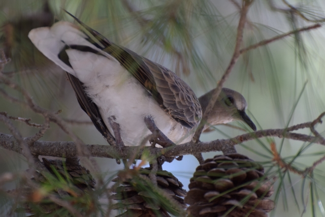 dove (640x427).jpg