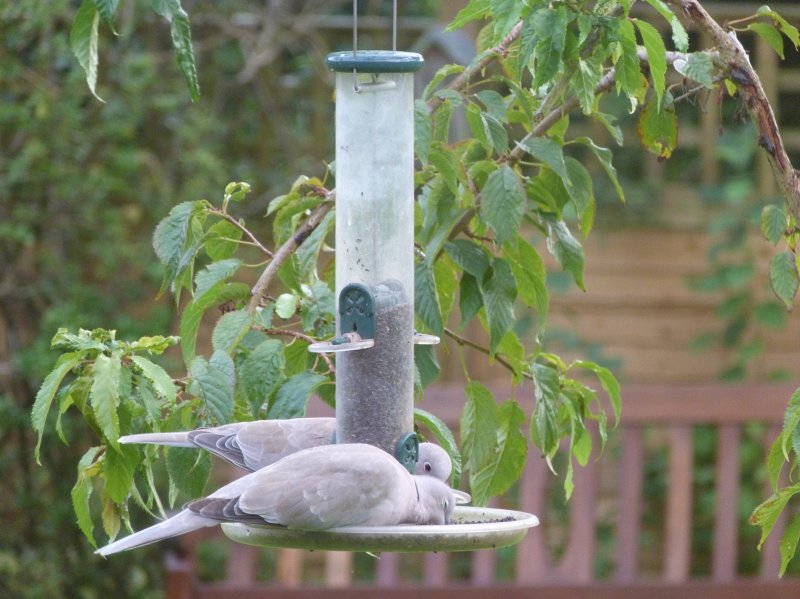 Doves on 31 August 2012 001.JPG