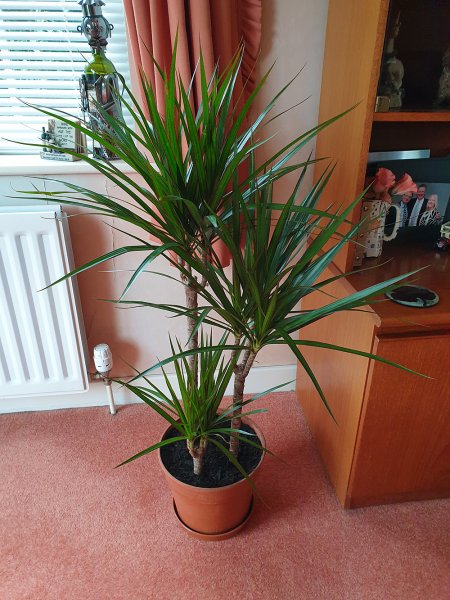 Dracaena-houseplant.jpg