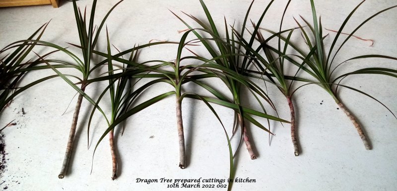 Dragon Tree cuttings in kitchen 10th March 2022 002.jpg