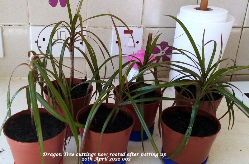 Dragon Tree cuttings now rooted after potting up  20th April 2022 002.jpg