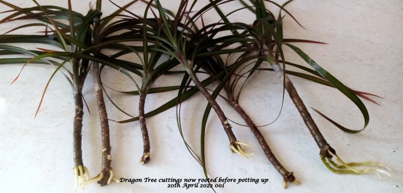 Dragon Tree cuttings now rooted before potting up  20th April 2022 001.jpg