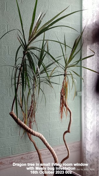 Dragon tree in small living room window with Mealy bug infestation 16th October 2023 002.jpg