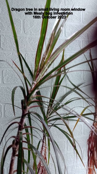 Dragon tree in small living room window with Mealy bug infestation 16th October 2023.jpg