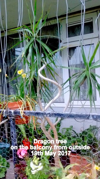 Dragon tree on the balcony from outside 19th May 2017.jpg