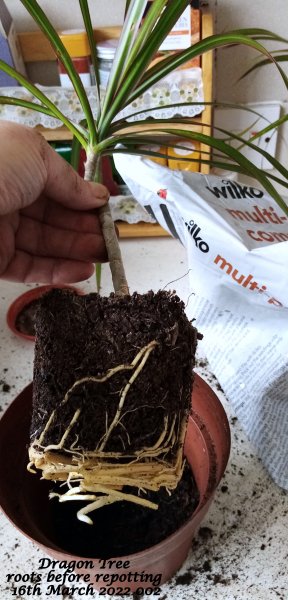 Dragon Tree roots before repotting 16th March 2022 002.jpg