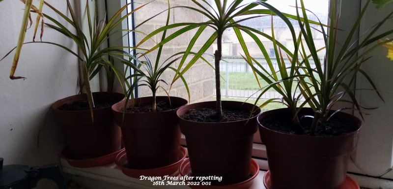 Dragon Trees after repotting 16th March 2022 002.jpg