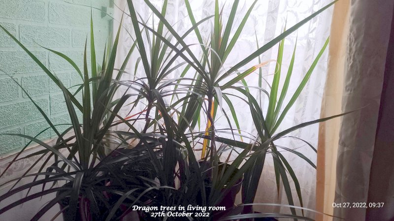 Dragon trees in living room 27th October 2022.jpg