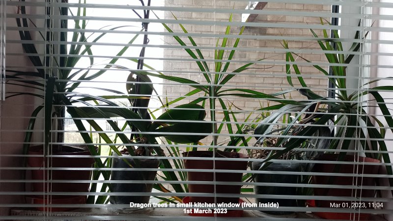 Dragon trees in small kitchen window.jpg