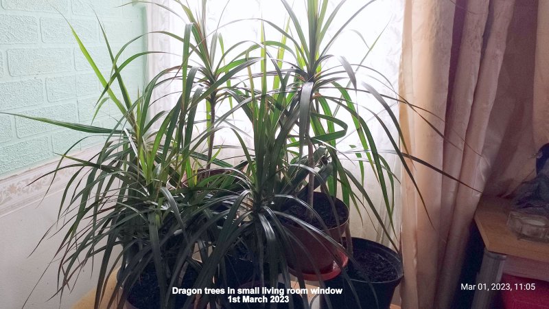 Dragon trees in small living room window 1st March 2023.jpg