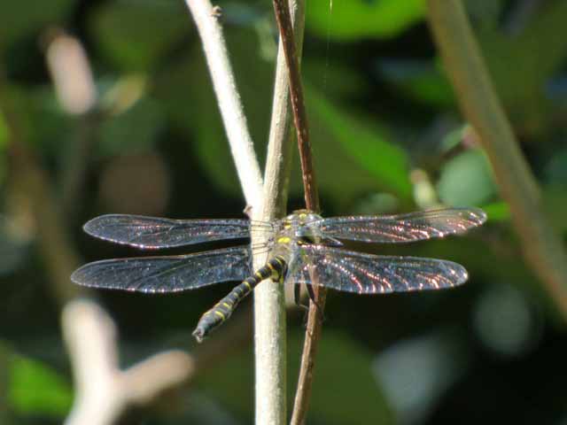 dragonfly.jpg