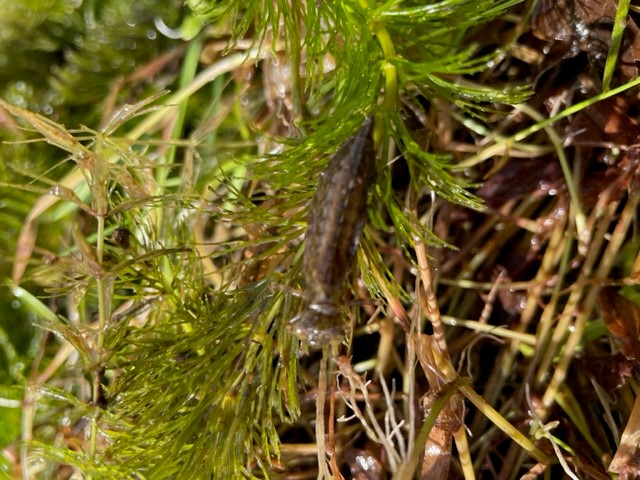 Dragonfly larvae 1.jpg