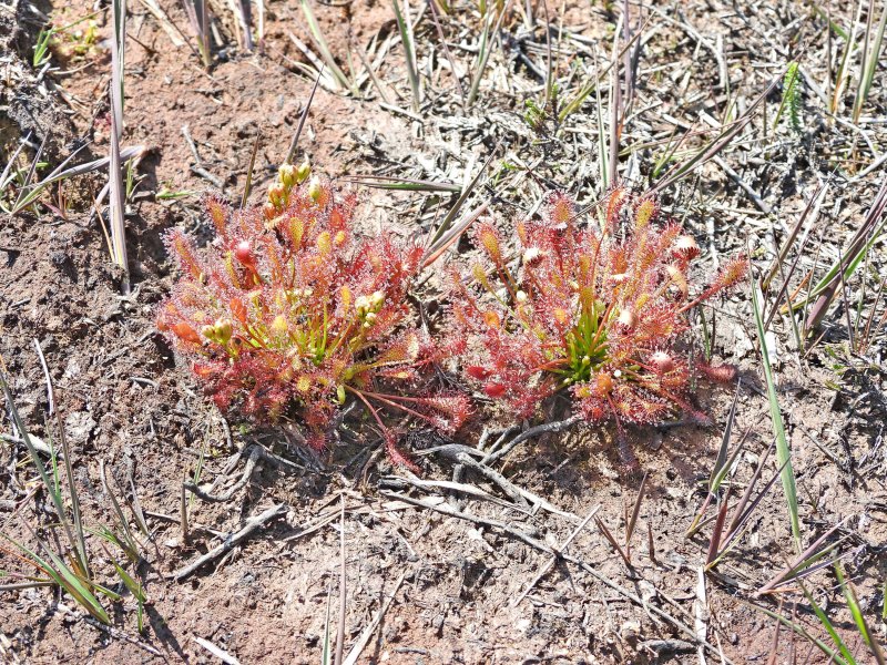 drosera.JPG