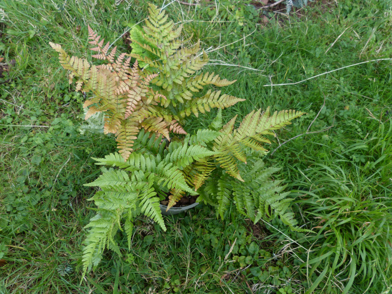 Dryopteris erythrosora koidzuma.JPG