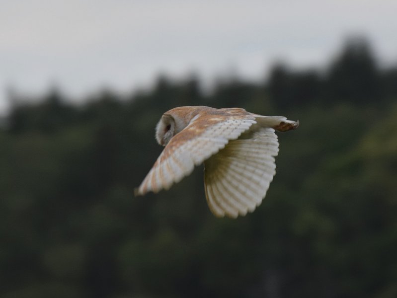 DSBarn Owl 2.jpg