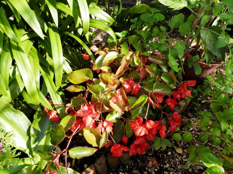 DSbegonia red.JPG