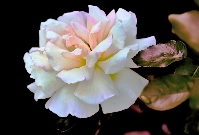 DSC_04Rose.JPG