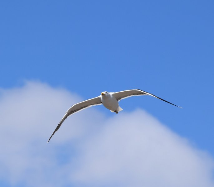 DSC_054G B B Gull.jpg