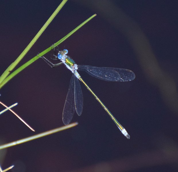 DSC_emerald damsel.jpg