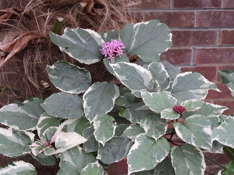 DSCN165clerodendrum.JPG