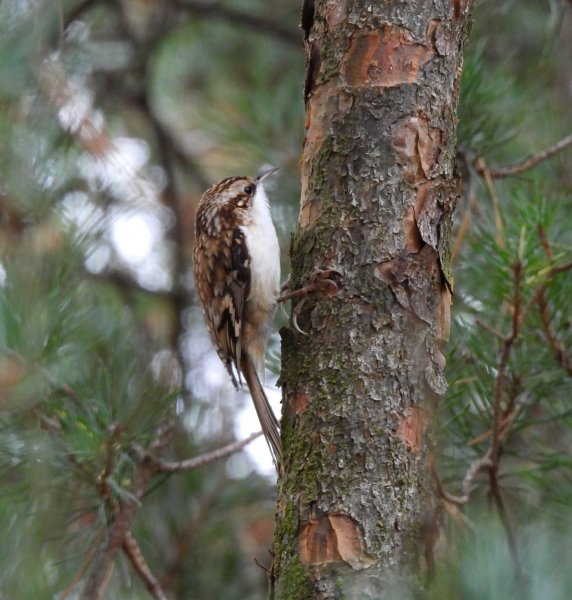 Dtree creeper 2.JPG