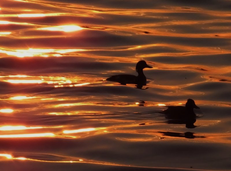 Ducks at dusk.JPG