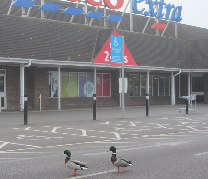 ducks at tesco.jpg