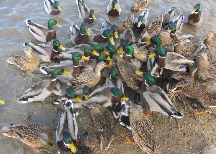 ducks nov.jpg