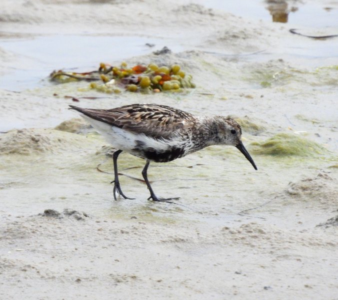 Dunlin 1.JPG