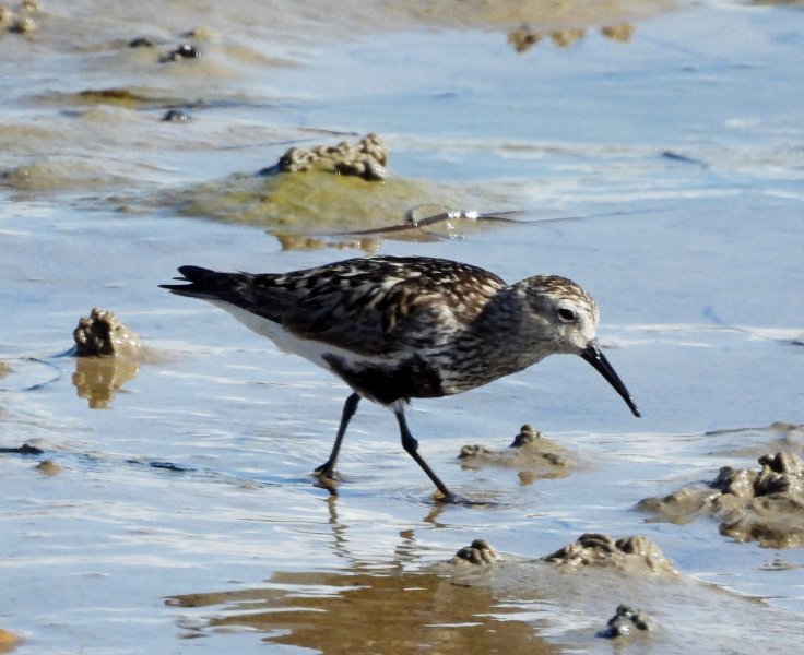 dunlin 1.JPG