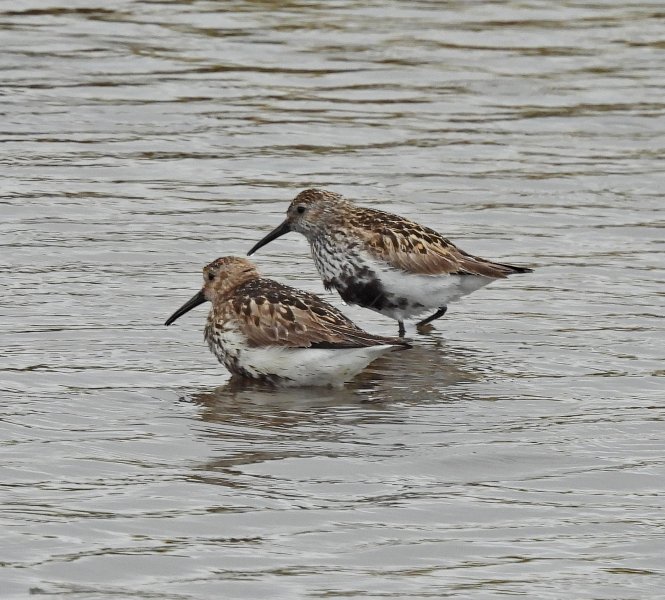 Dunlin 1.JPG