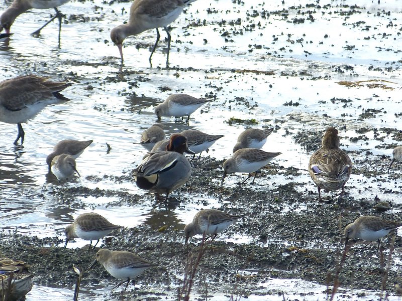 dunlin 2.JPG