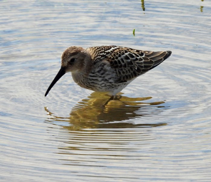 dunlin 6.JPG