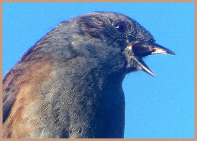 Dunnock close.jpg