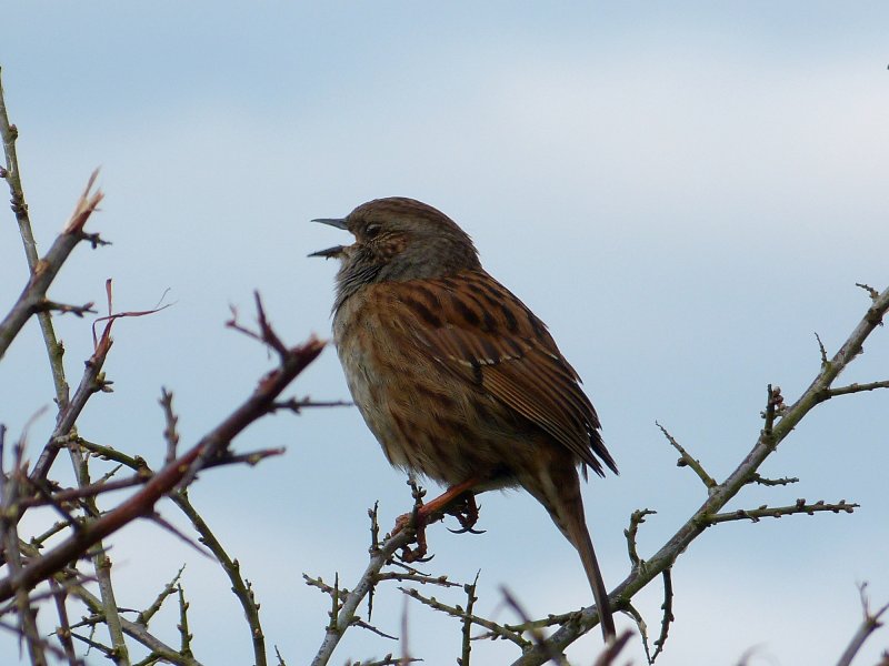 dunnock.JPG