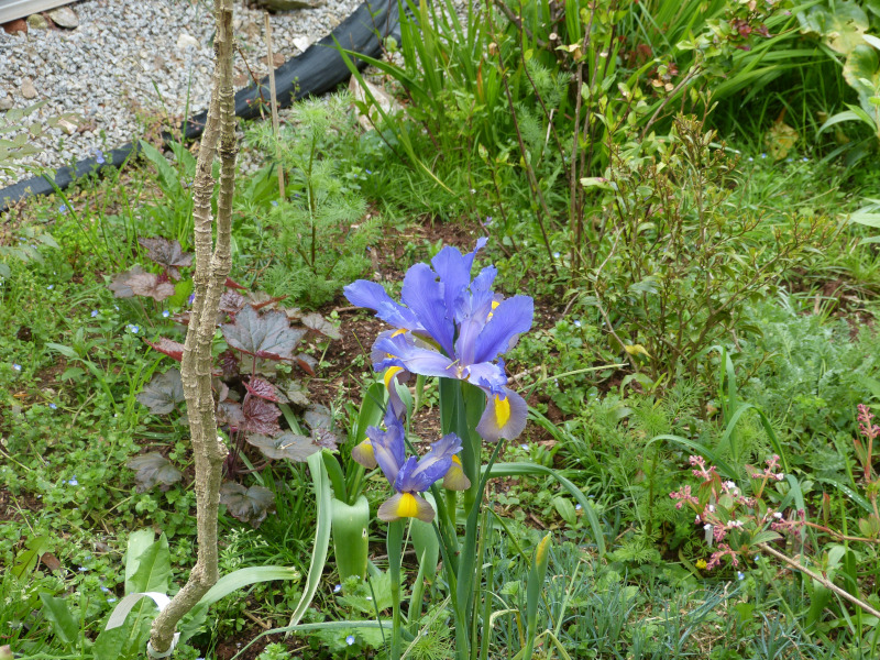 Dutch Iris.JPG