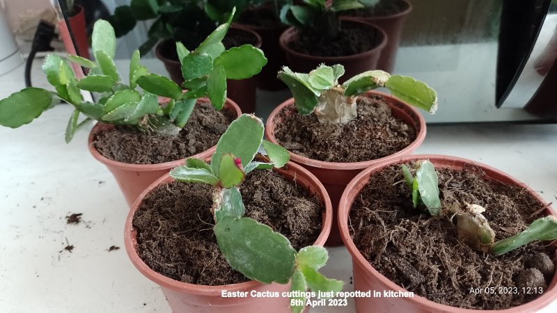 Easter Cactus cuttings just repotted in kitchen 5th April 2023.jpg