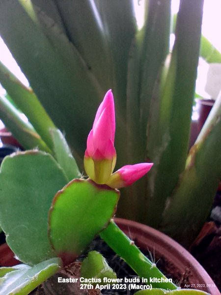 Easter Cactus flower buds in kitchen 27th April 2023 (Macro).jpg