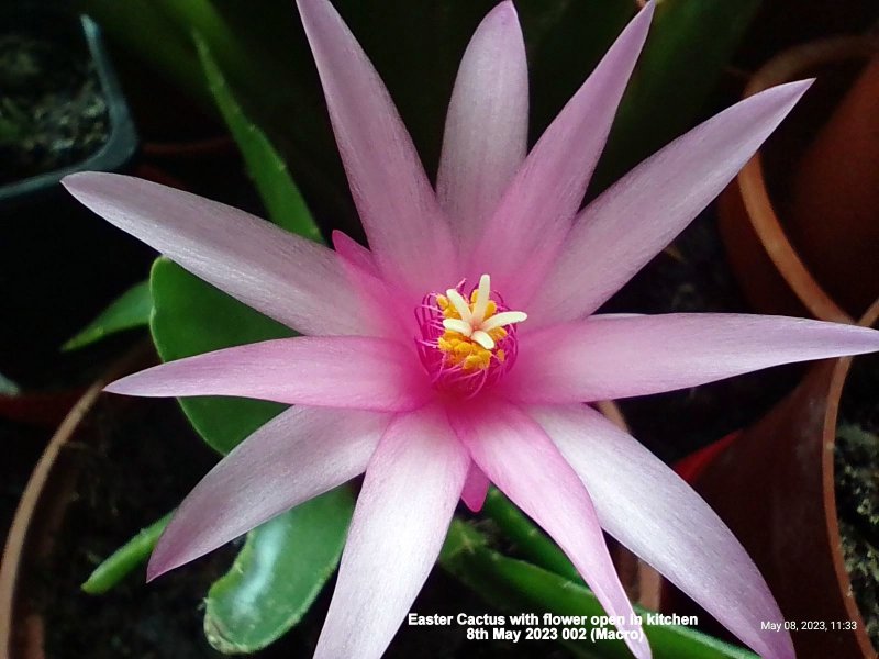 Easter Cactus with flower open in kitchen 8th May 2023 002 (Macro).jpg