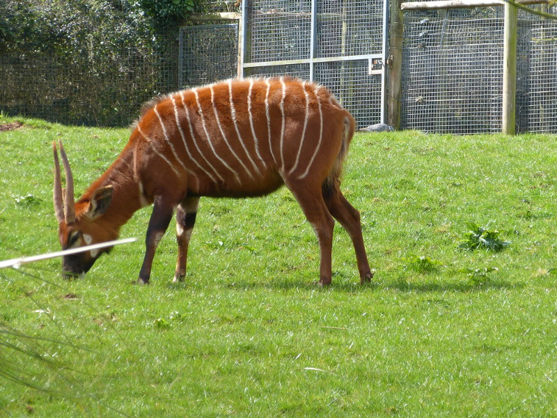 Eastern Bongo.JPG