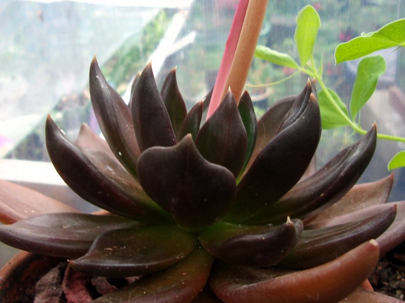 Echeveria Black Prince.JPG