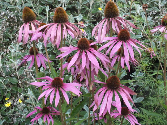 echinacea.jpg