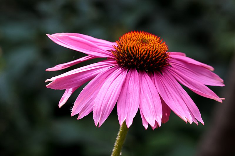 Echinacea.jpg