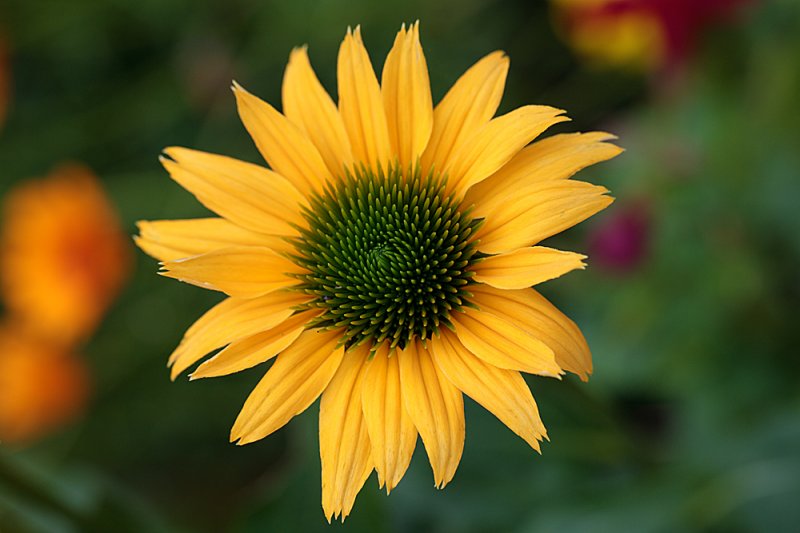 Echinacea-peach.jpg