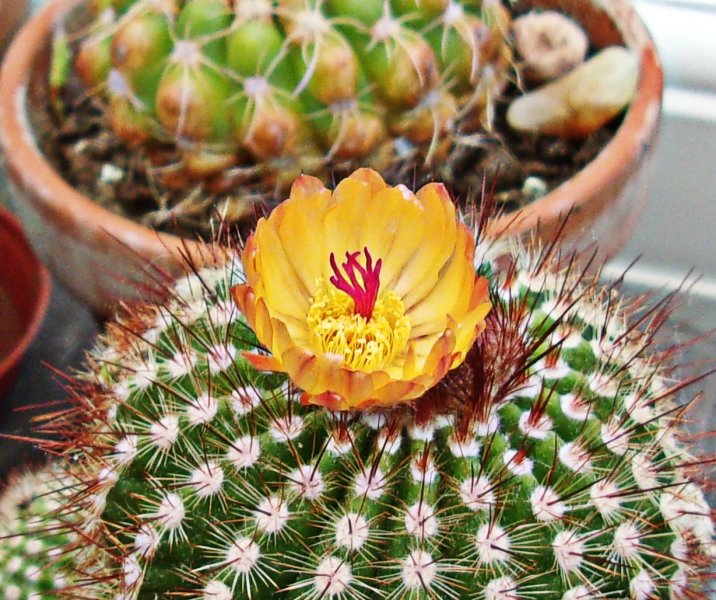 Echinocereus.JPG