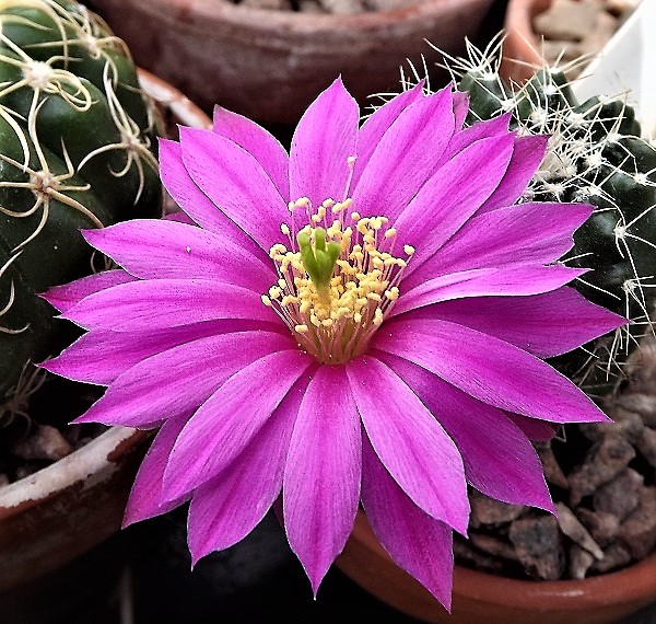 Echinocereus pulchellus.JPG