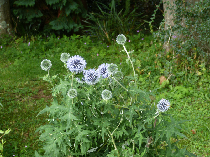 Echinops banaticus.JPG