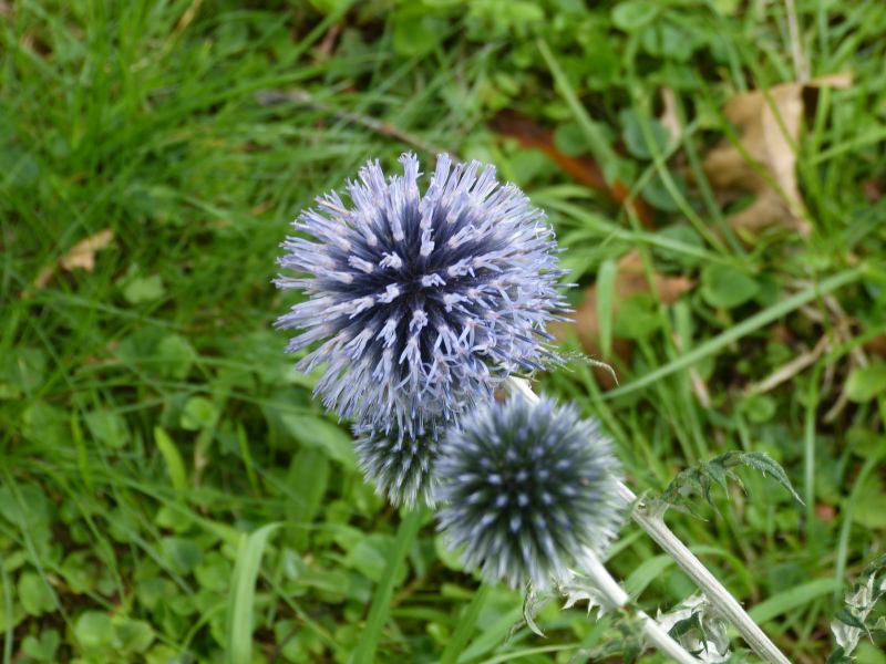 Echinops banaticus.JPG