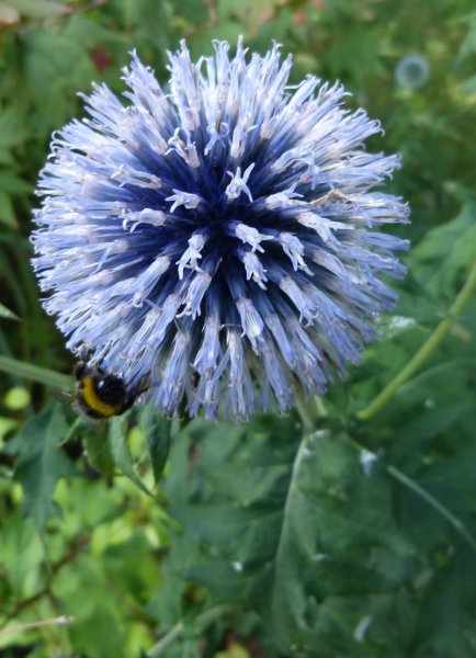 Echinops banaticus.JPG