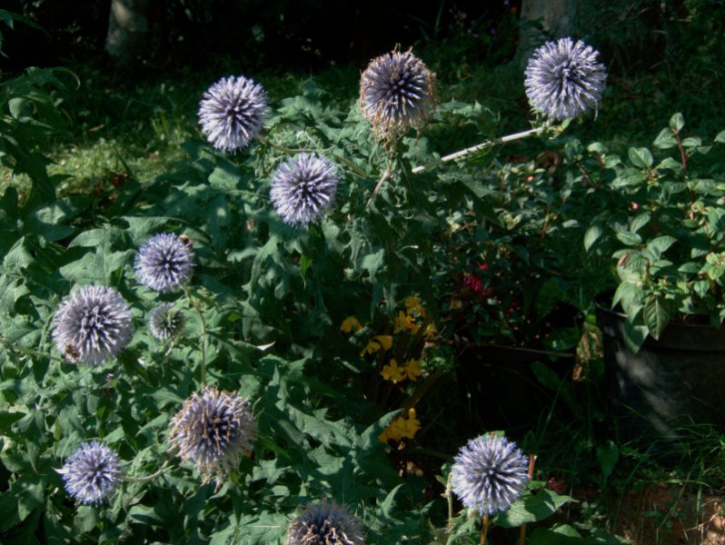 Echinops banaticus.JPG